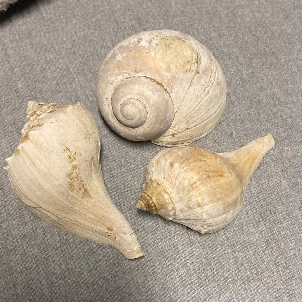 Natural Sea Shell Collection